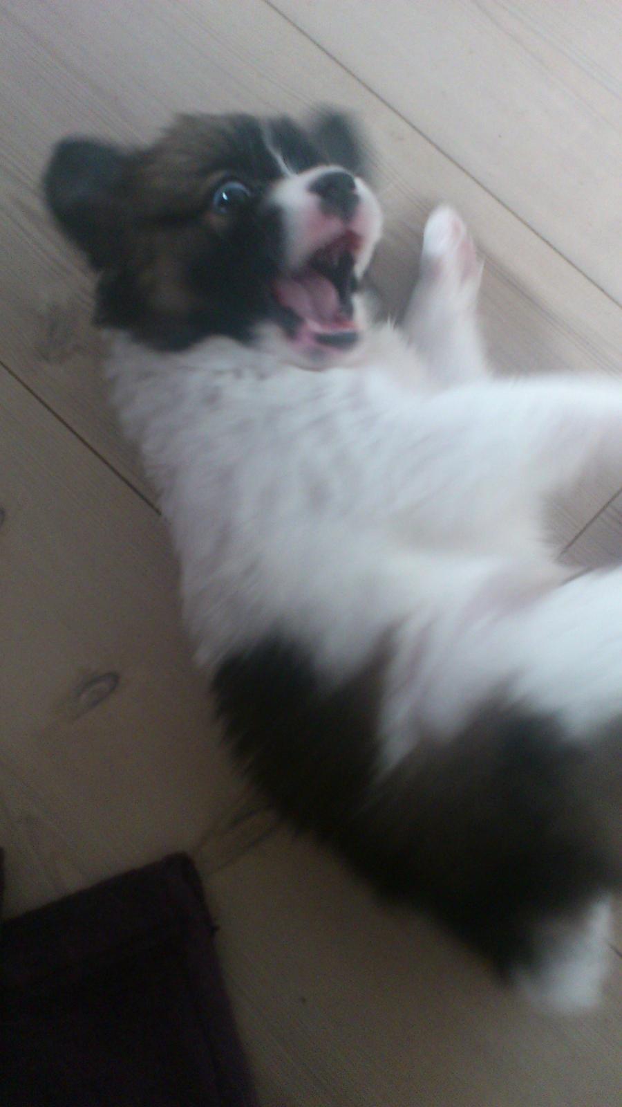 Blanding af racer Lucca billede 9