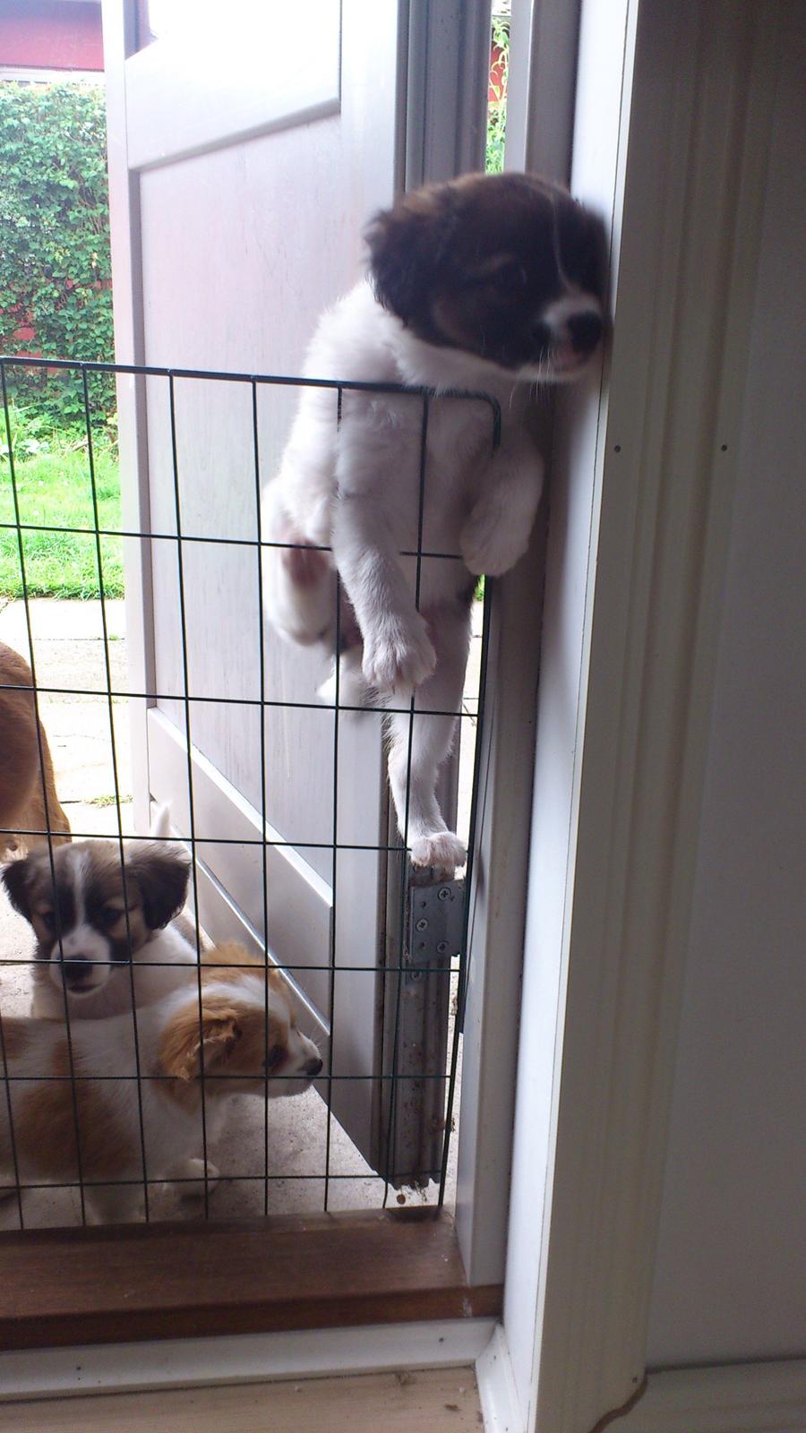 Blanding af racer Lucca billede 10