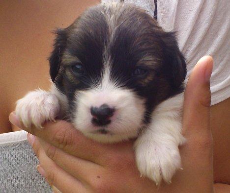 Blanding af racer Lucca billede 11