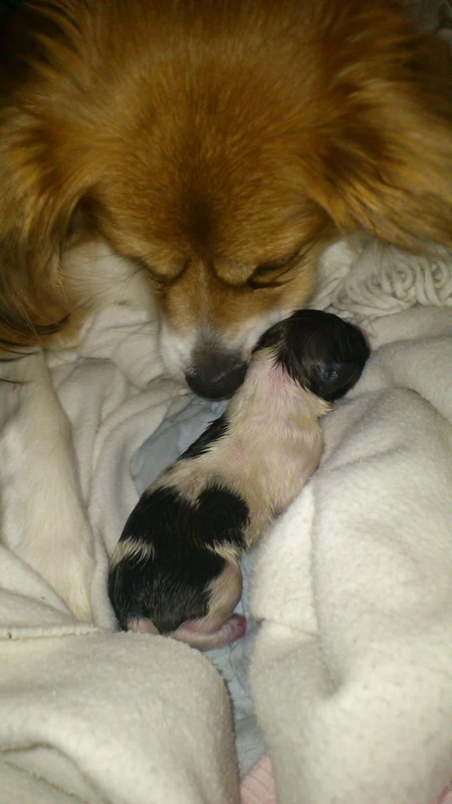 Blanding af racer Lucca billede 12