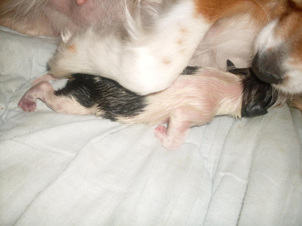 Blanding af racer Lucca billede 13