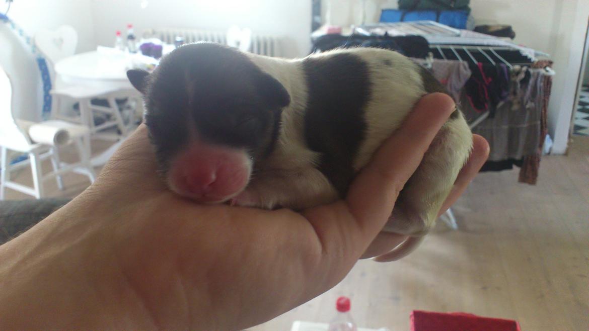 Blanding af racer Lucca billede 14