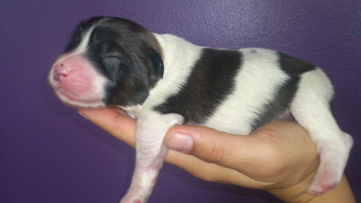 Blanding af racer Lucca billede 15