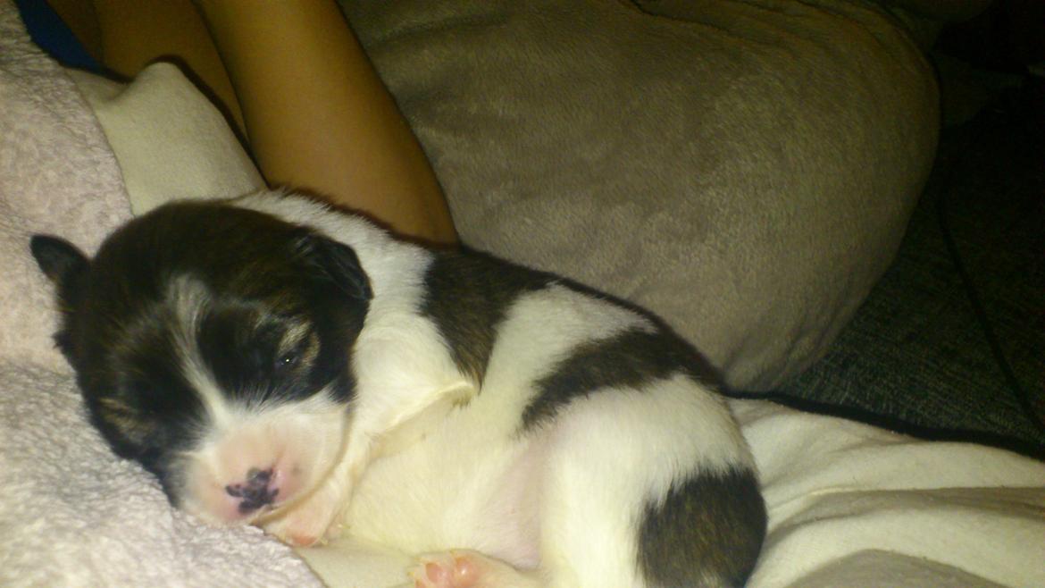 Blanding af racer Lucca billede 16