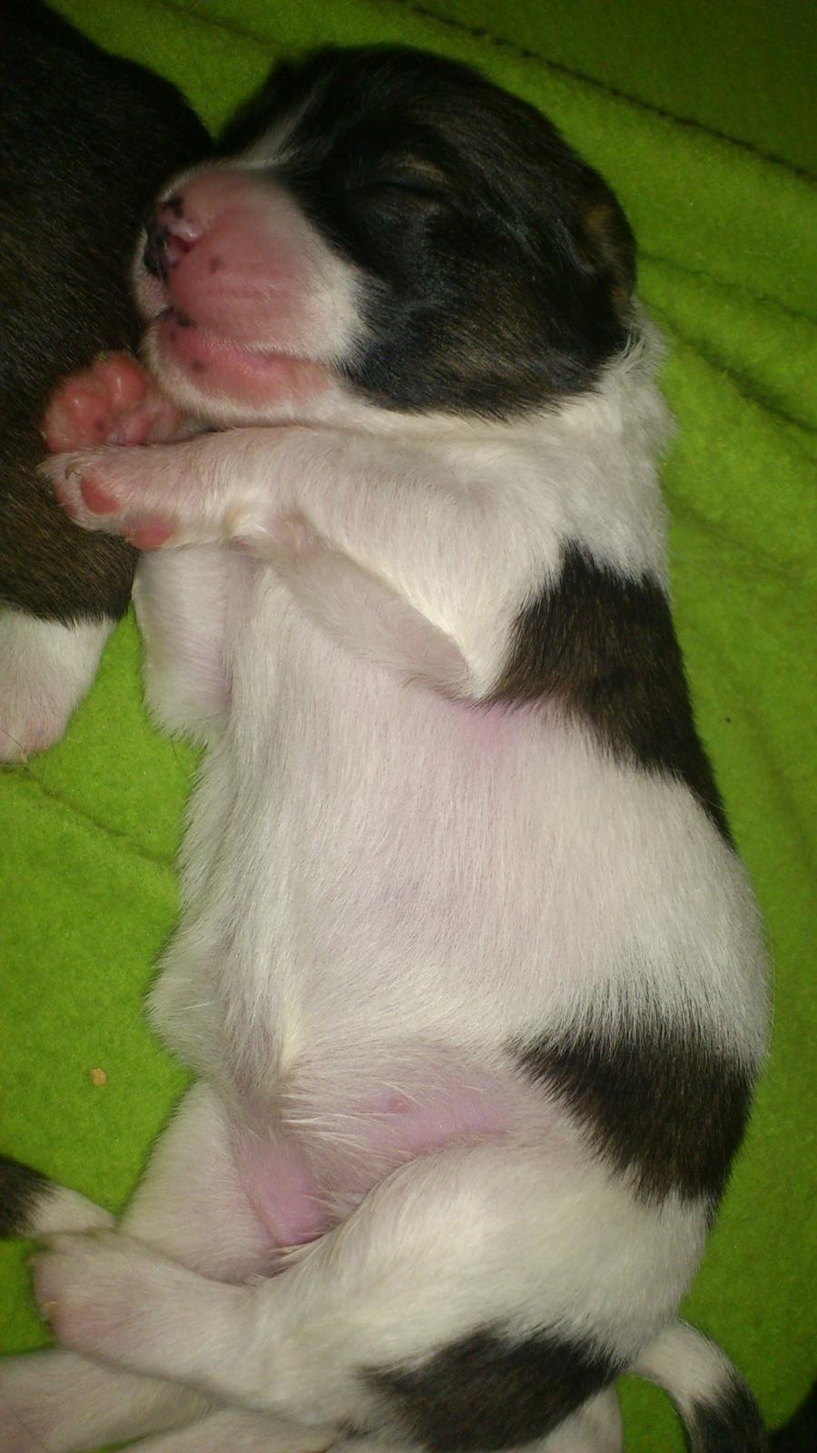 Blanding af racer Lucca billede 17