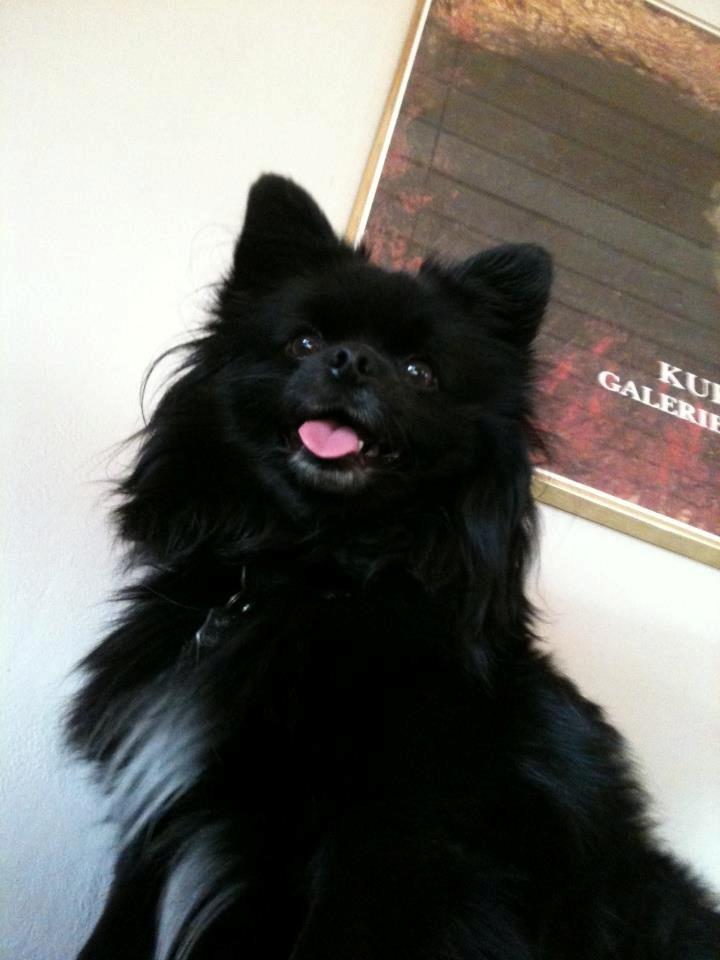 Blanding af racer Zeus - ren skønhed  billede 1