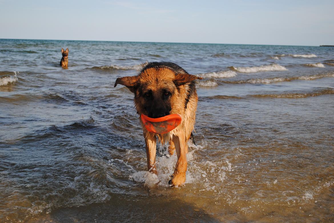 Schæferhund Smeds Harley - Man kan altså godt være en schæfer uden stritøre! 
bare man har noget legetøj!  billede 7