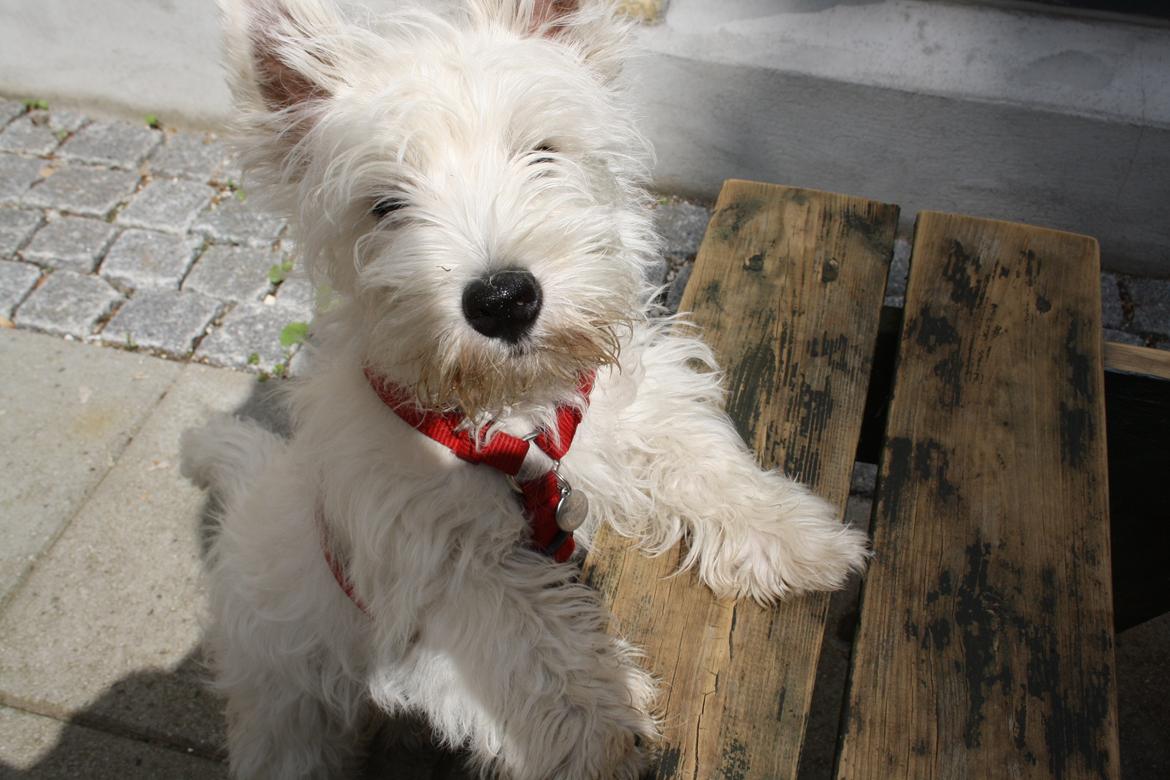 West highland white terrier Marley billede 9