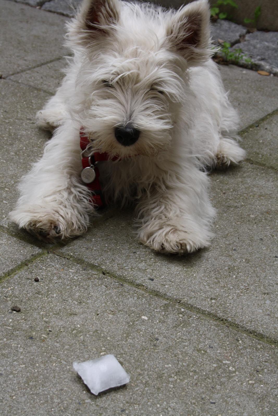 West highland white terrier Marley billede 10