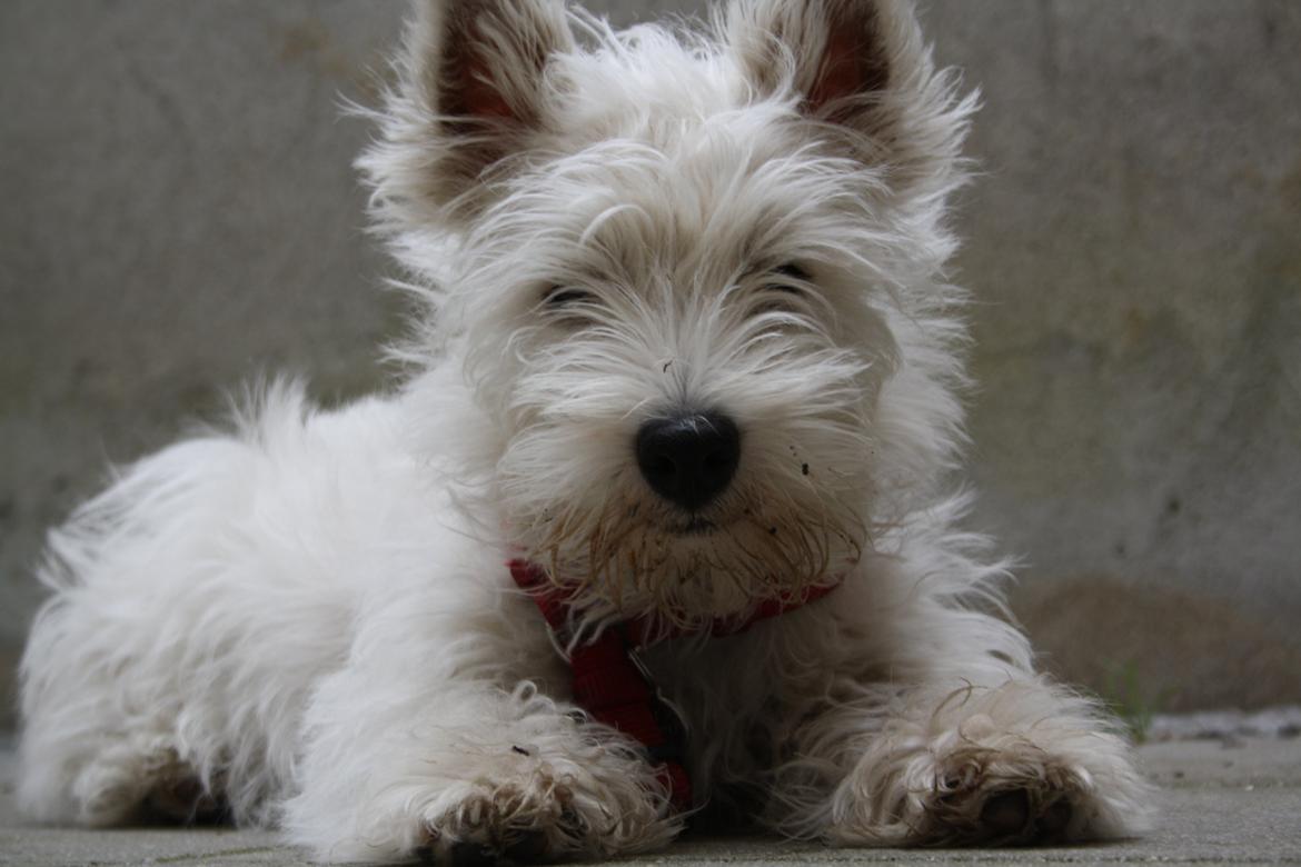 West highland white terrier Marley billede 11