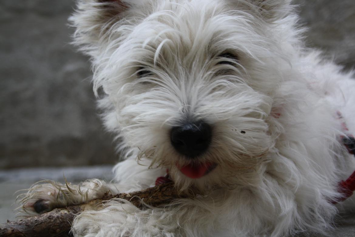 West highland white terrier Marley billede 12