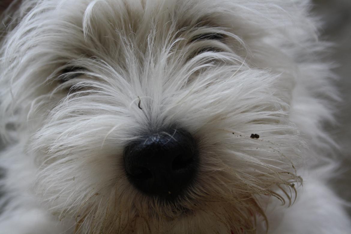 West highland white terrier Marley billede 13