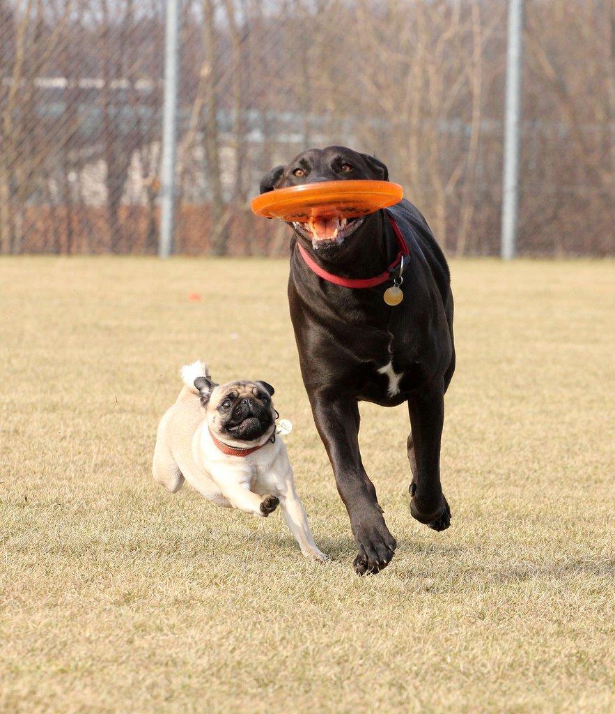 Mops Zoe - Rullepølsen billede 18