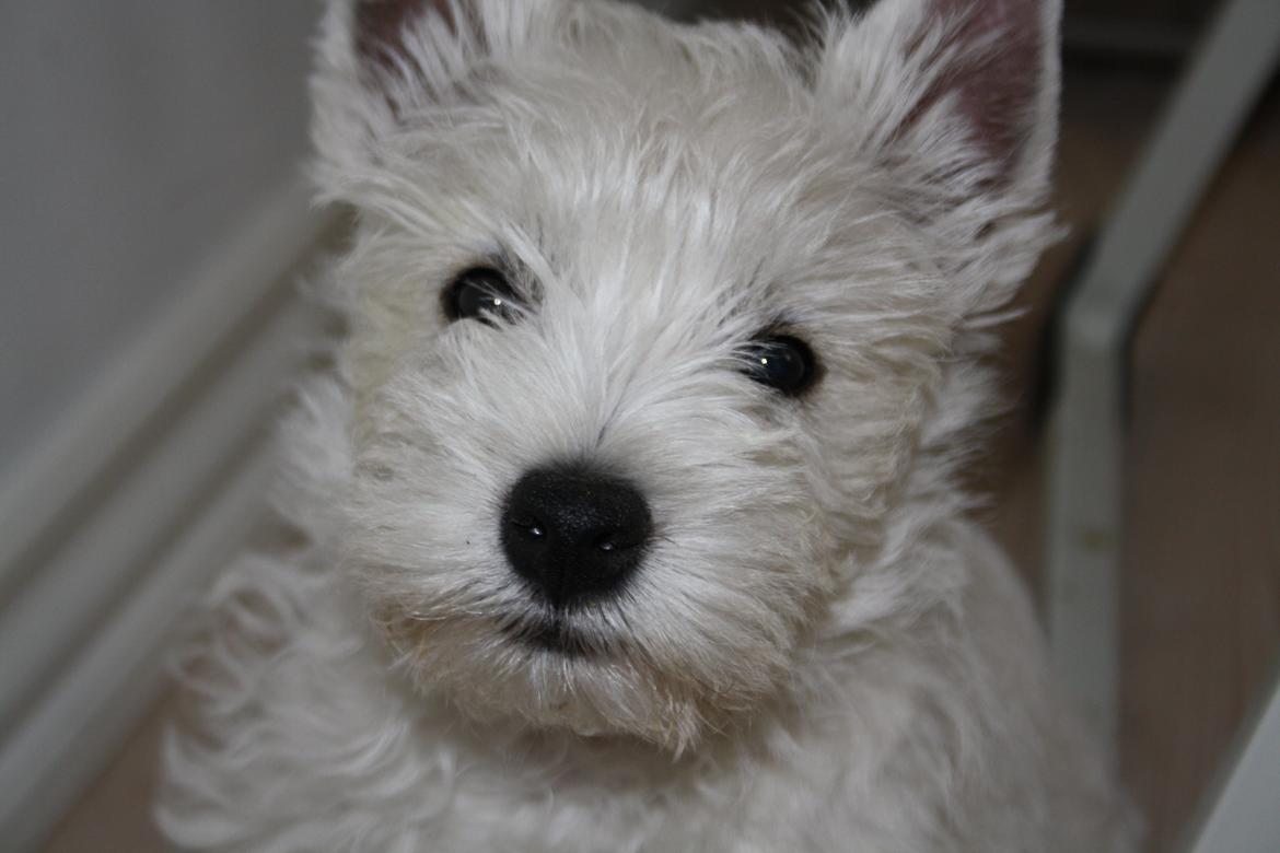 West highland white terrier Marley billede 1