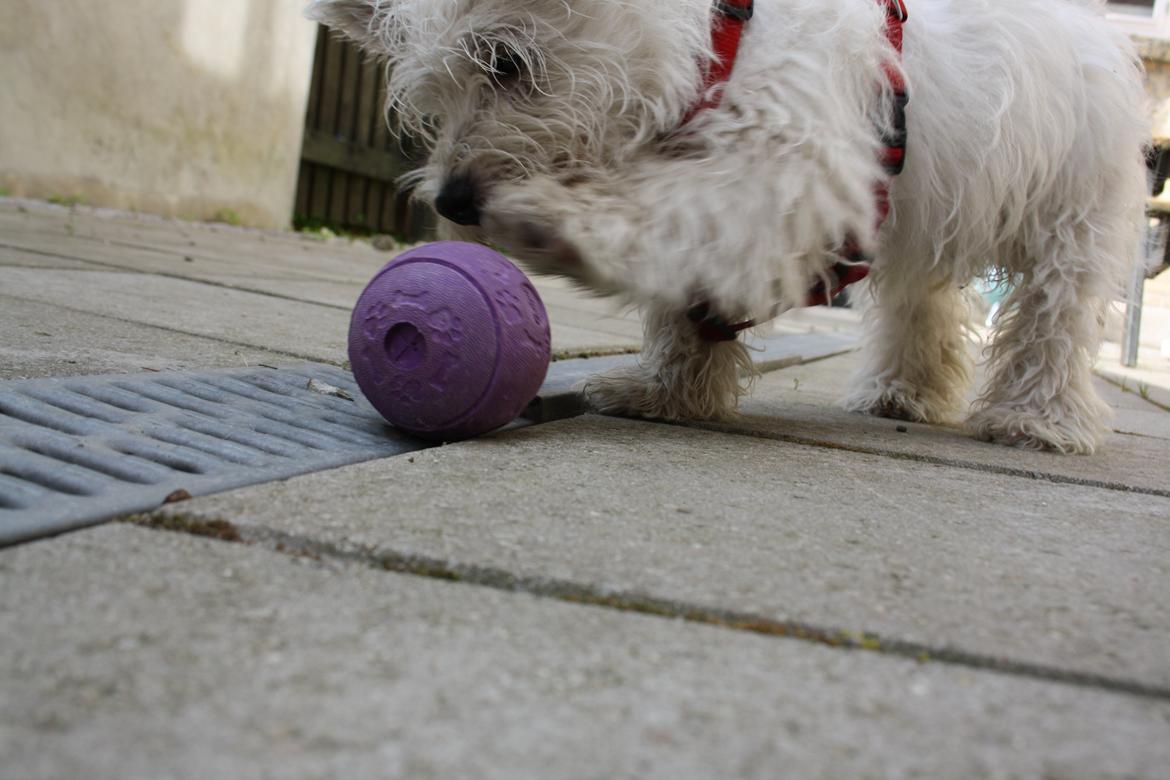 West highland white terrier Marley - Ronaldo move over.. billede 14