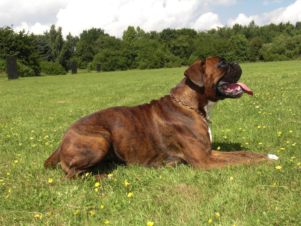 Boxer Hearts of Hope's High Roller (Levi) - Knap 1år gammel billede 17