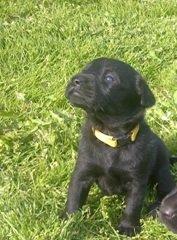 Labrador retriever Bella billede 1