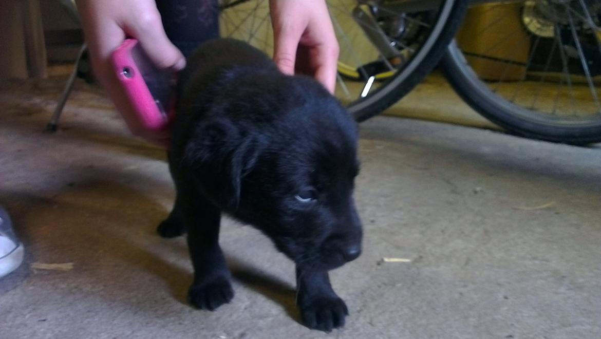 Labrador retriever Bella billede 2