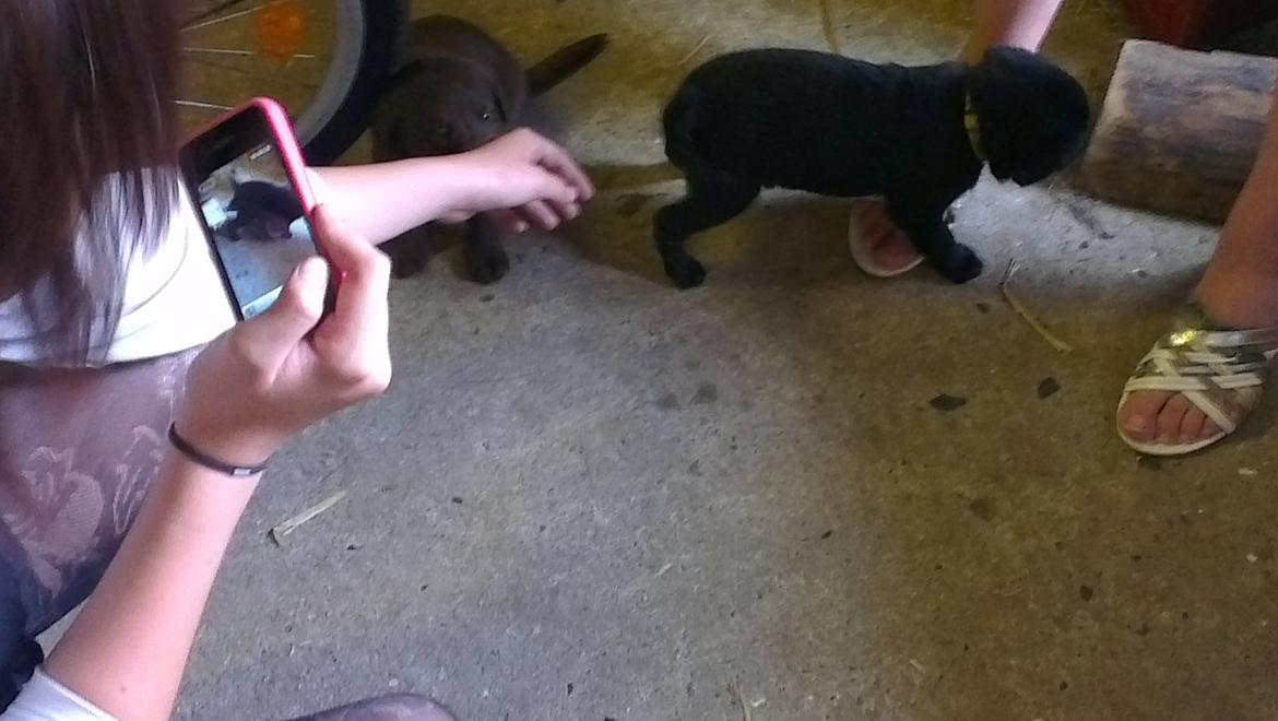 Labrador retriever Bella billede 3