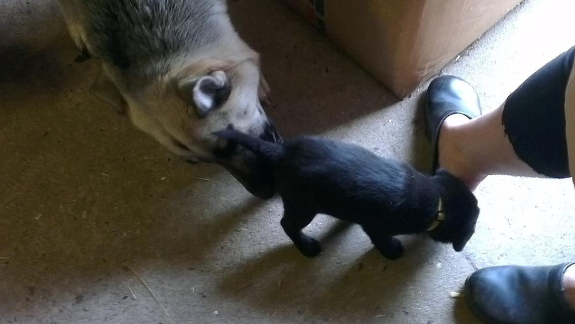 Labrador retriever Bella billede 4