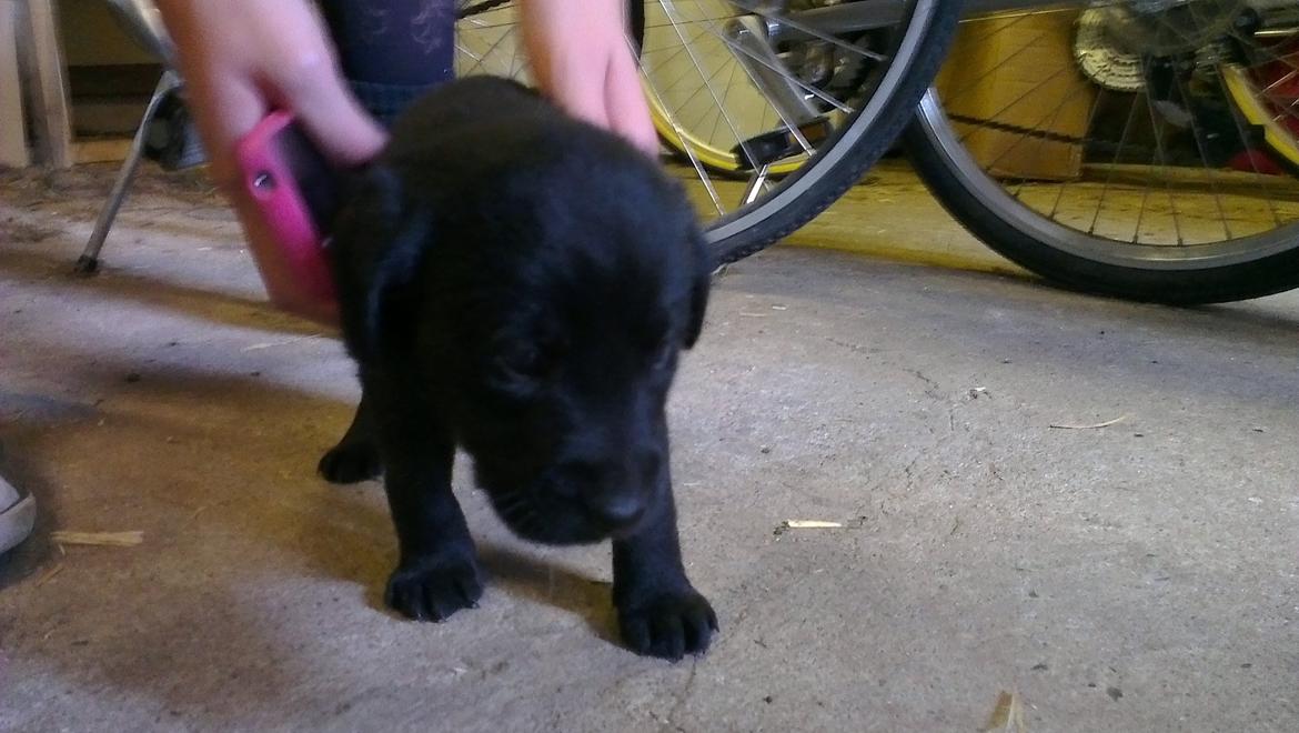 Labrador retriever Bella billede 5