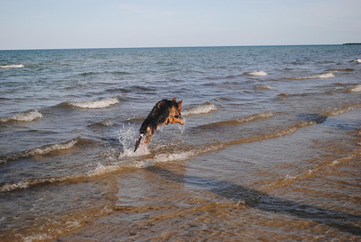 Schæferhund Smed's Jasmina - sikke et gammelt billede, nu springer jeg for det meste kun ned i grøfter og klamme vandhuller..  billede 7