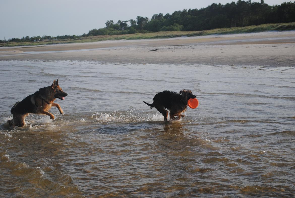 Schæferhund Smed's Jasmina - bum bum .. her har vi så lynet, (og selvfølgelig dødvægten bagerst) ..  billede 8