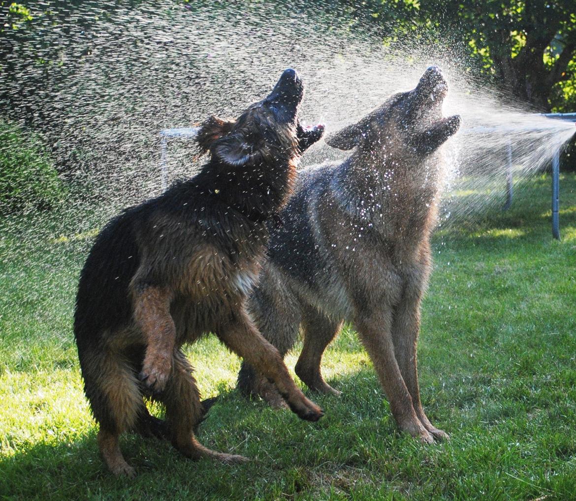 Schæferhund Smed's Jasmina - Mormor vander blomster ... vi hjælper selvfølgelig med at sprede vandet!  billede 9