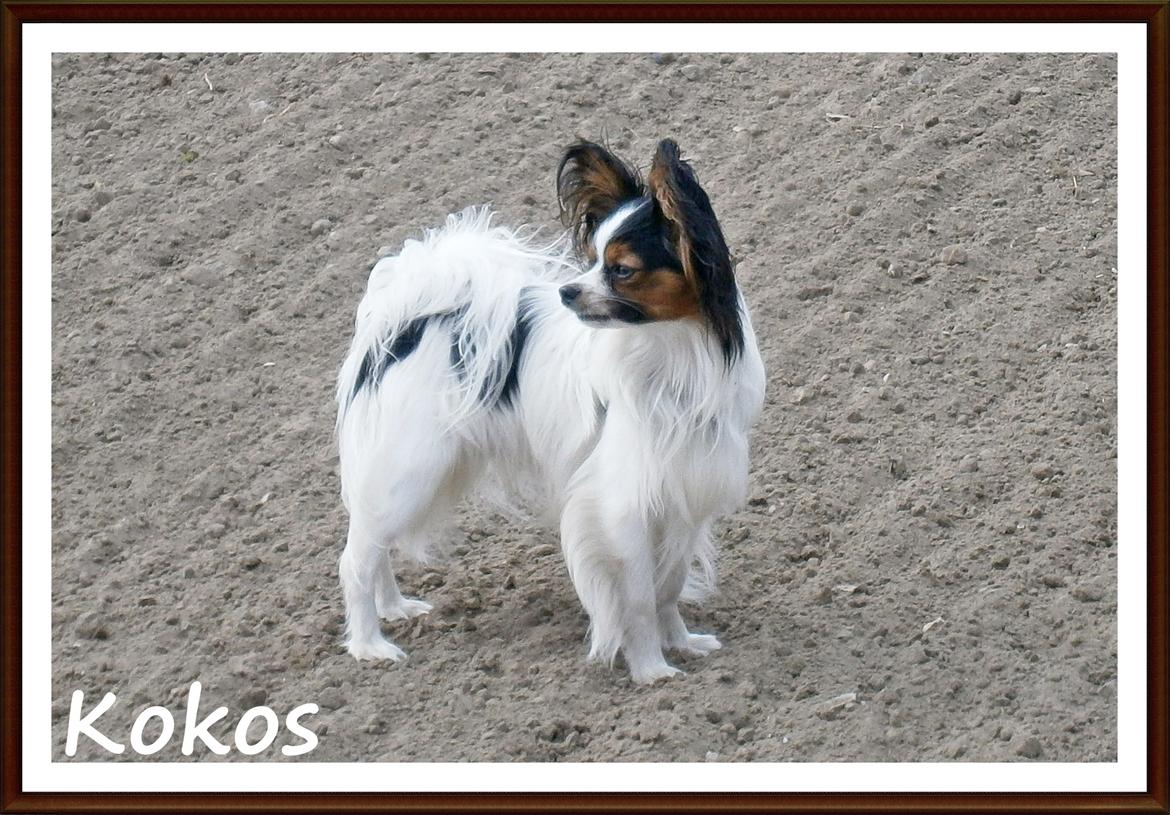 Papillon Kokos - Unghund billede 3