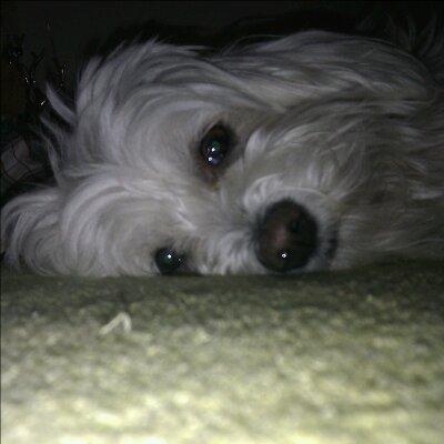 Malteser Freja<3 billede 15