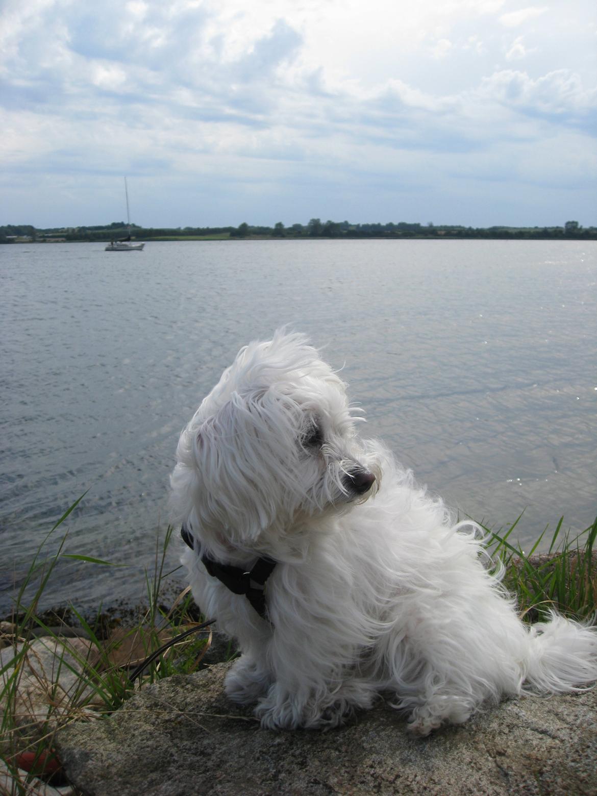 Malteser Freja<3 billede 11