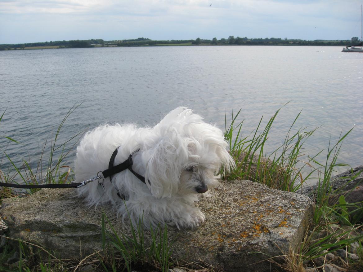 Malteser Freja<3 billede 16