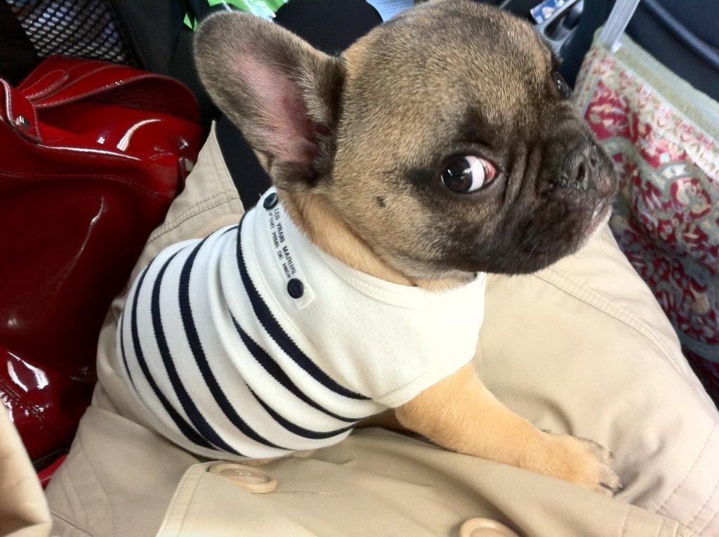 Fransk bulldog Muttley billede 4