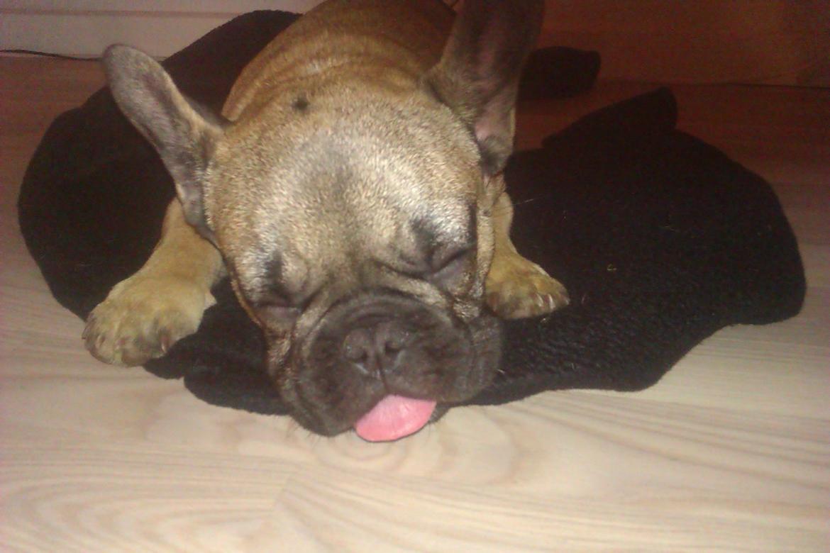 Fransk bulldog Muttley billede 3