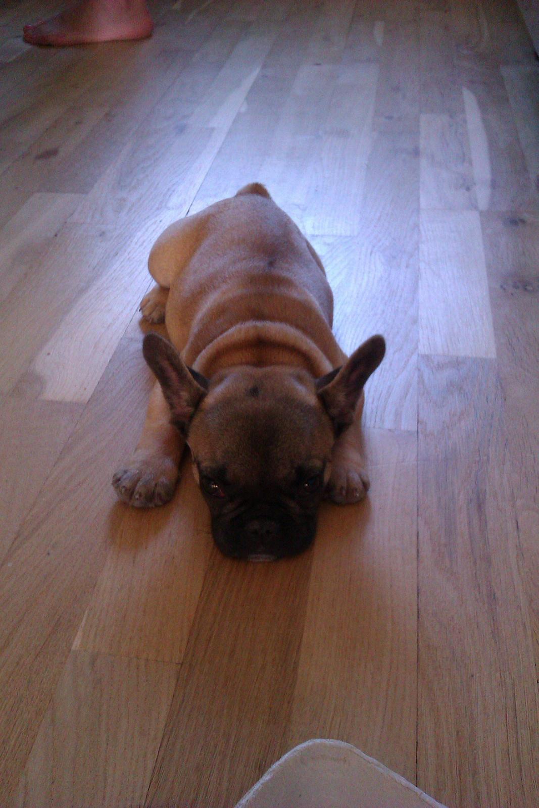 Fransk bulldog Muttley billede 5