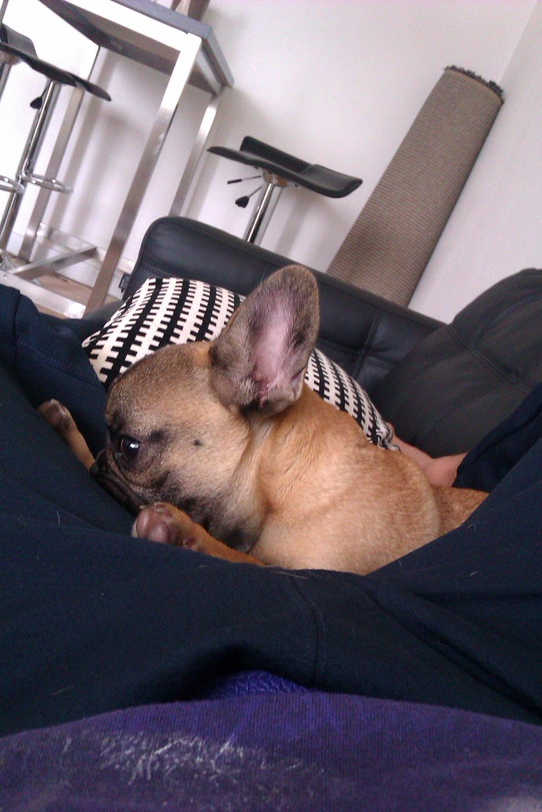 Fransk bulldog Muttley billede 6