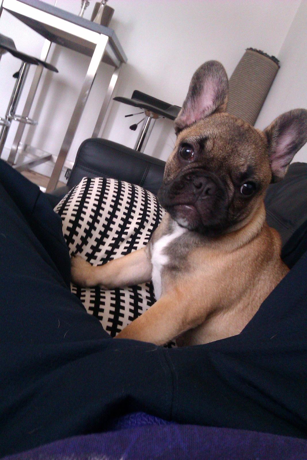 Fransk bulldog Muttley billede 7