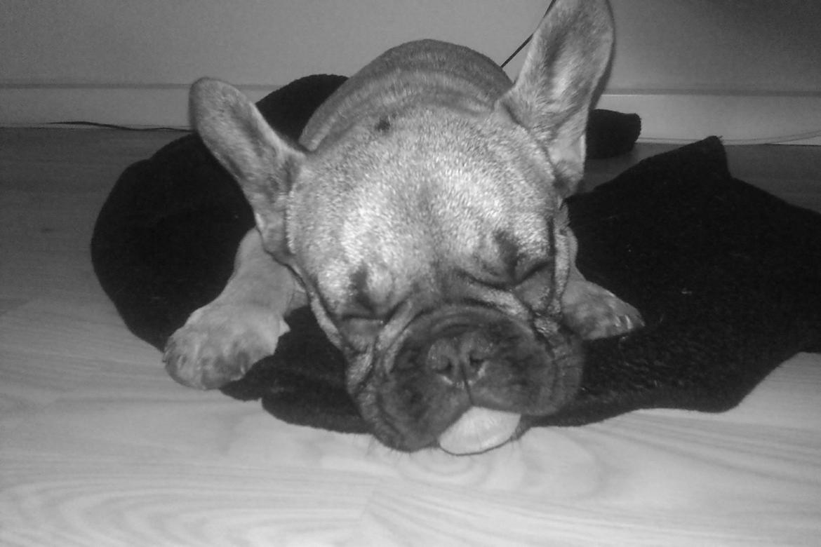 Fransk bulldog Muttley billede 8