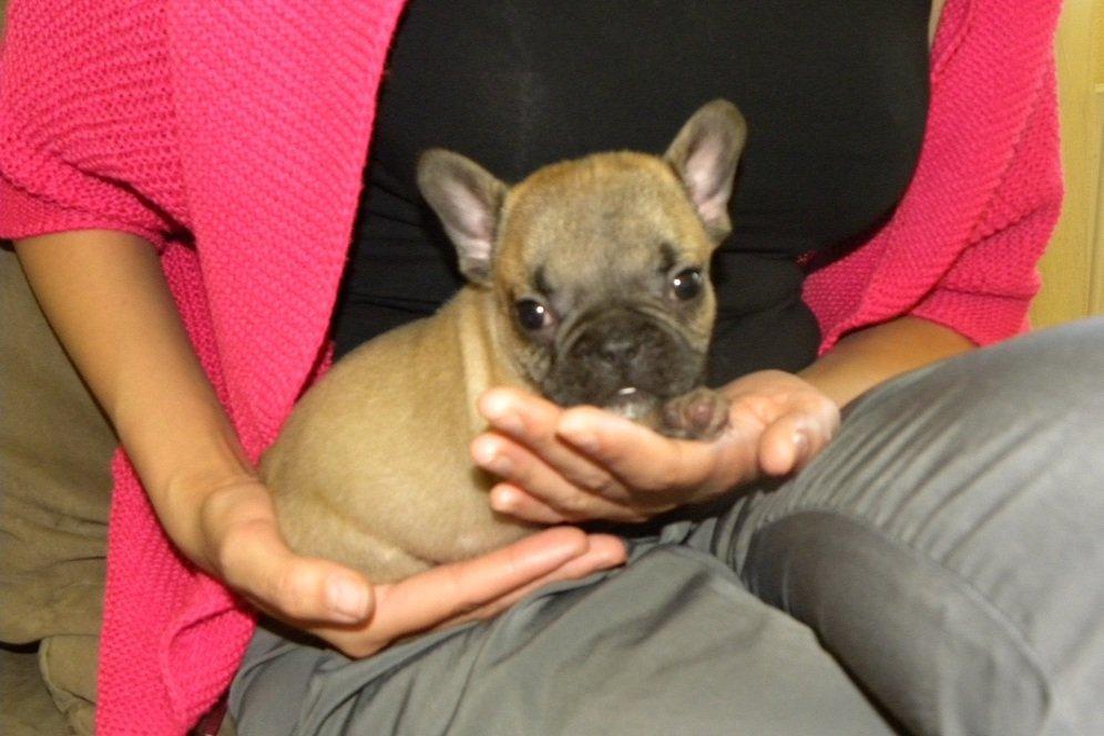 Fransk bulldog Muttley billede 9