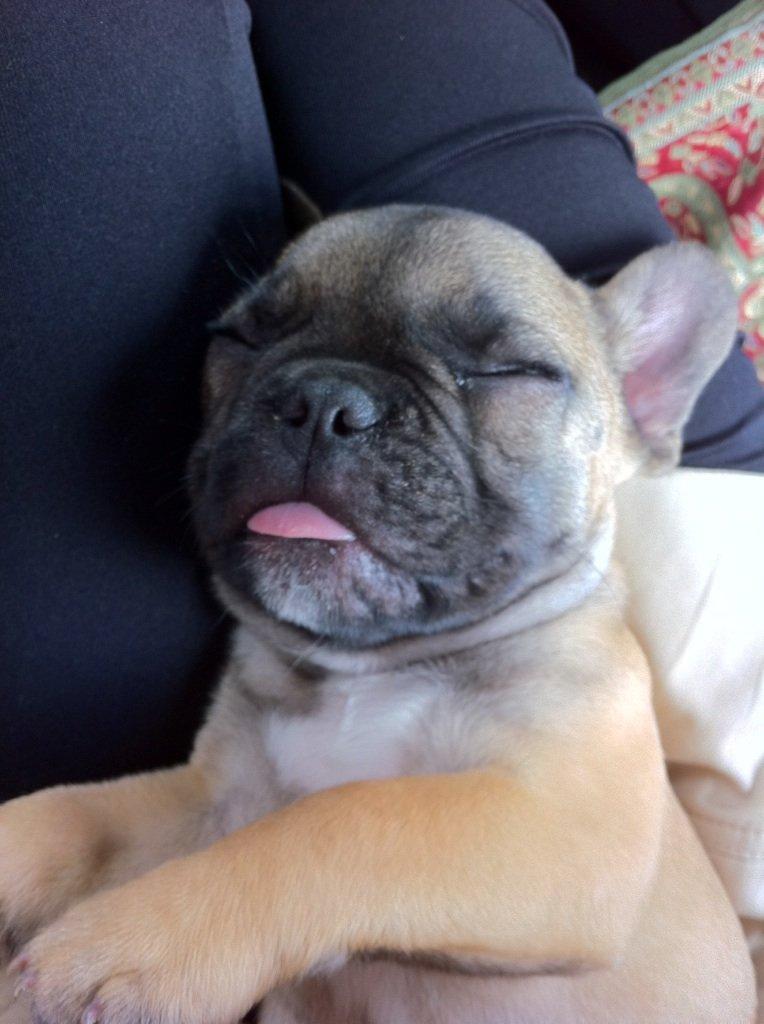 Fransk bulldog Muttley billede 10