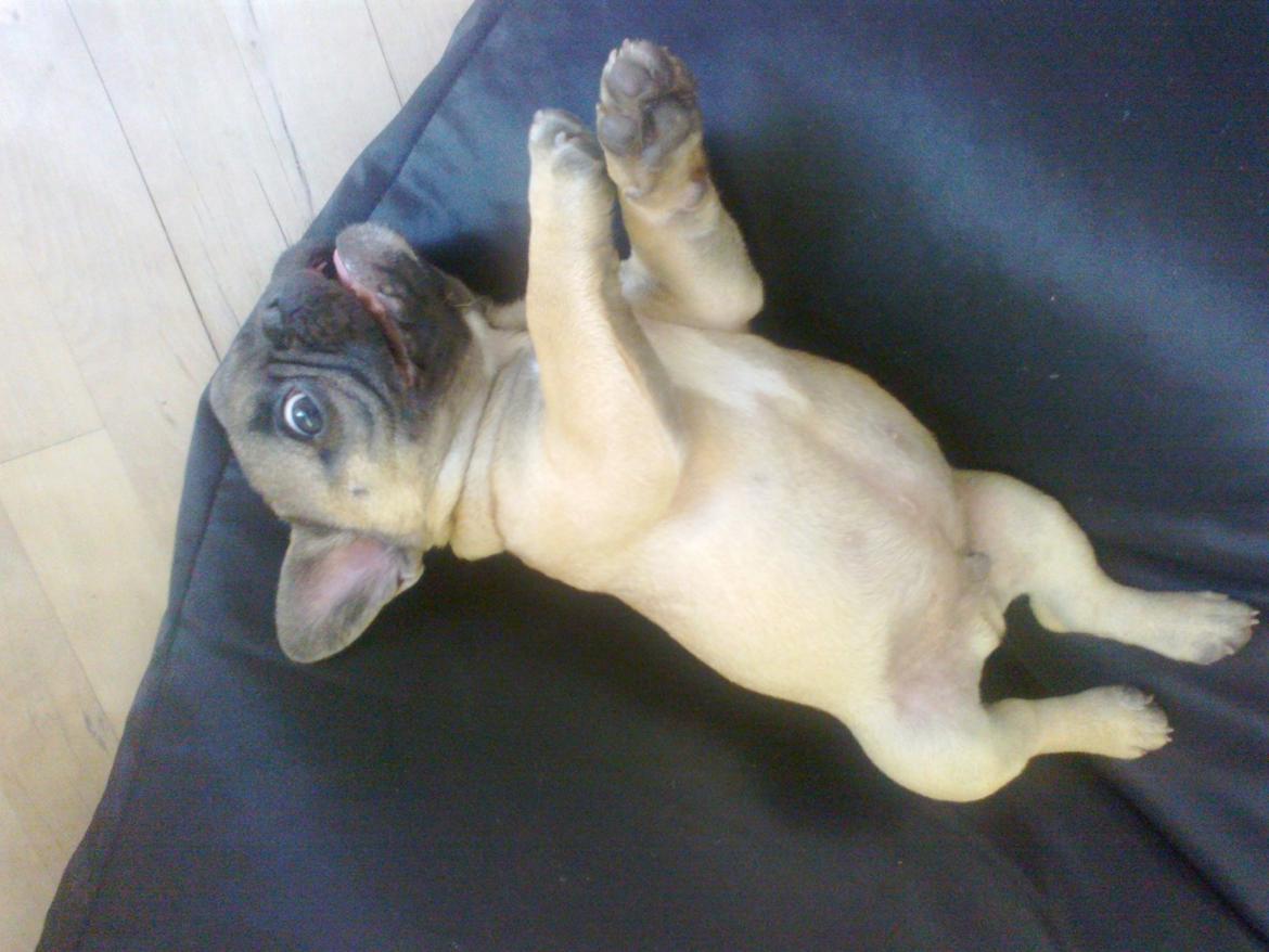 Fransk bulldog Muttley billede 11