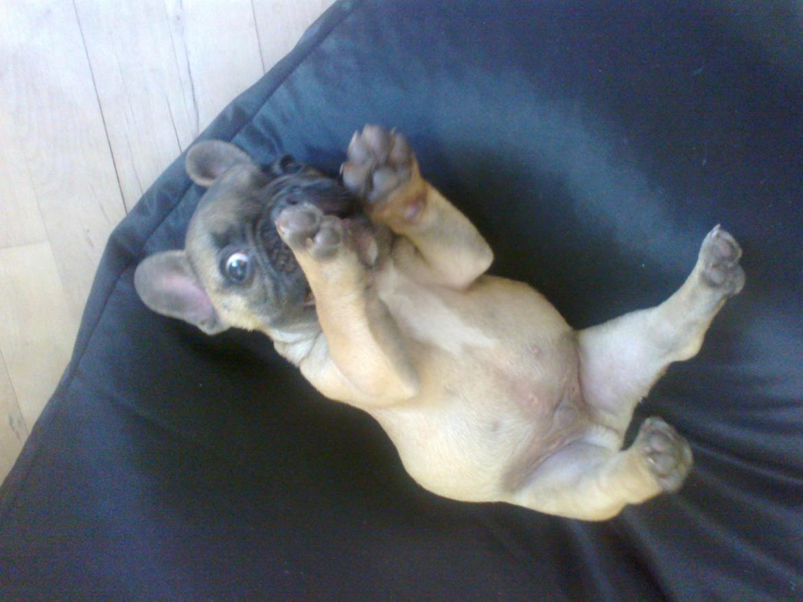 Fransk bulldog Muttley billede 12