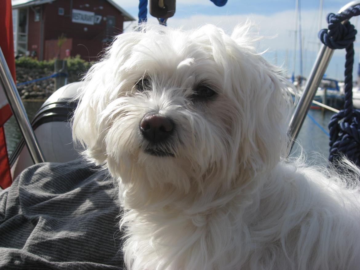 Malteser Freja<3 billede 1