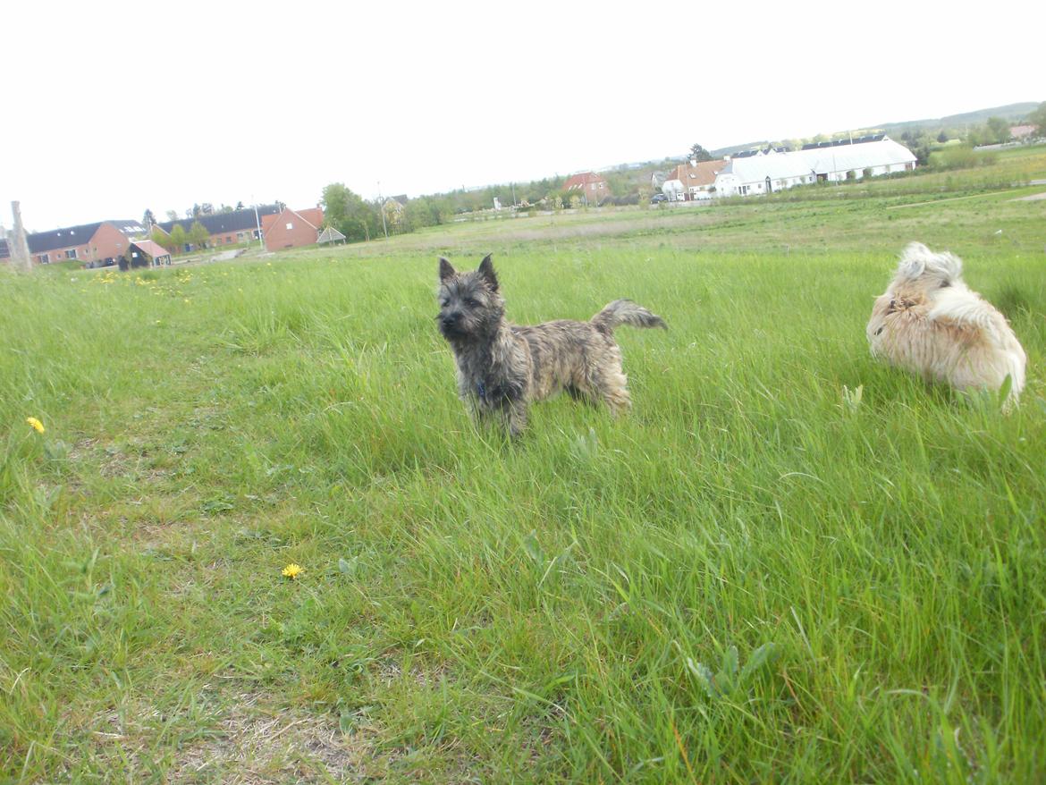 Cairn terrier Tjalfe billede 12