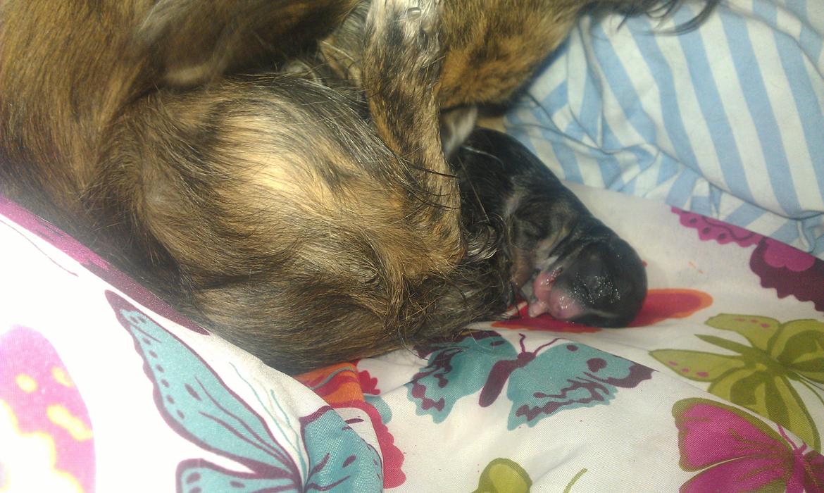 Chihuahua Calla Elwicca Dream Le Petita 1st (Destiny) billede 1