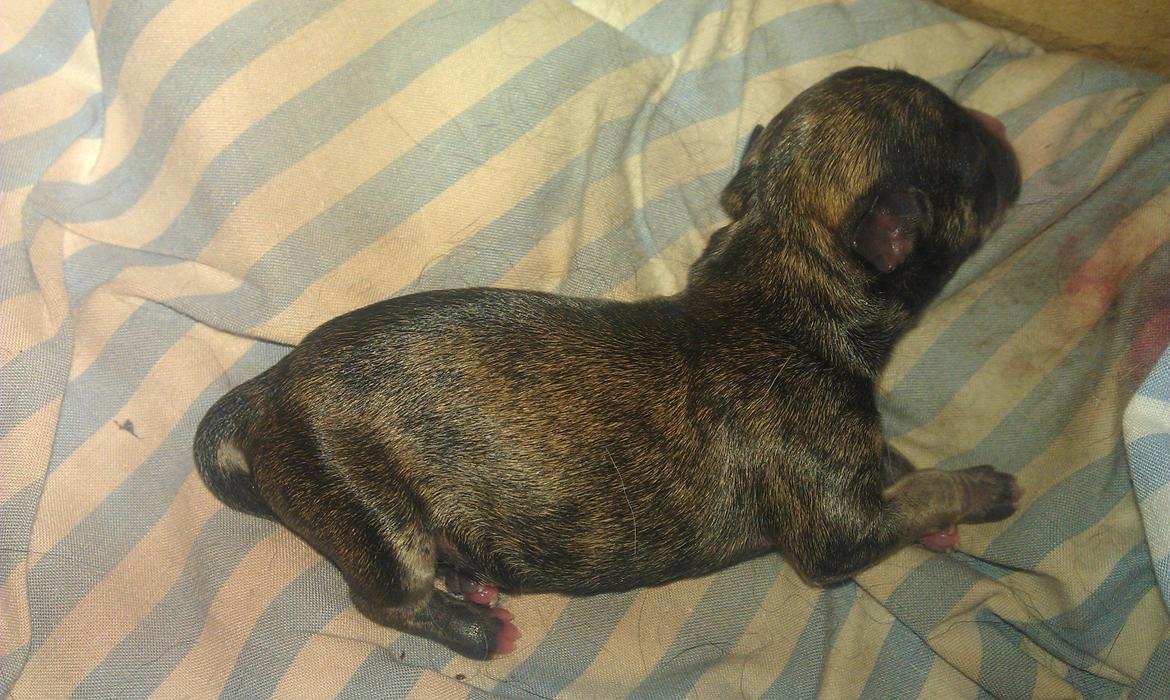 Chihuahua Calla Elwicca Dream Le Petita 1st (Destiny) billede 2