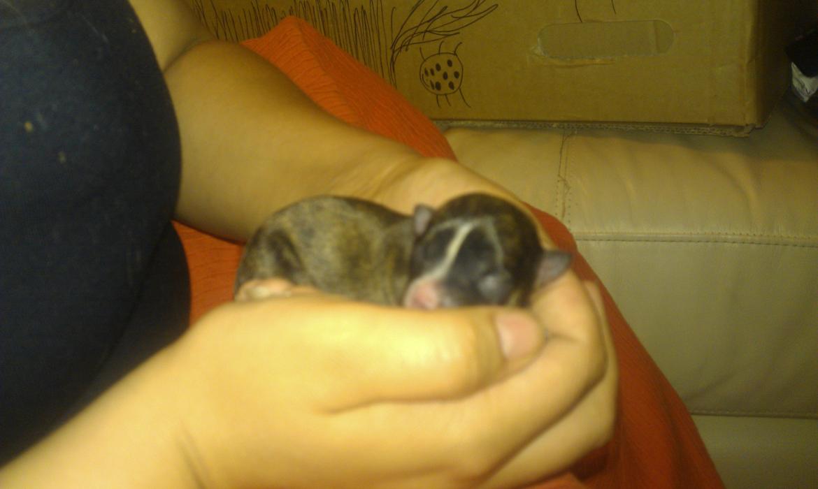 Chihuahua Calla Elwicca Dream Le Petita 1st (Destiny) billede 3