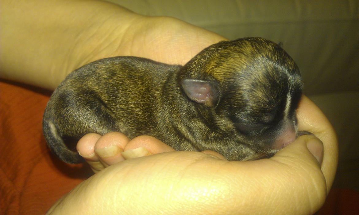 Chihuahua Calla Elwicca Dream Le Petita 1st (Destiny) billede 4