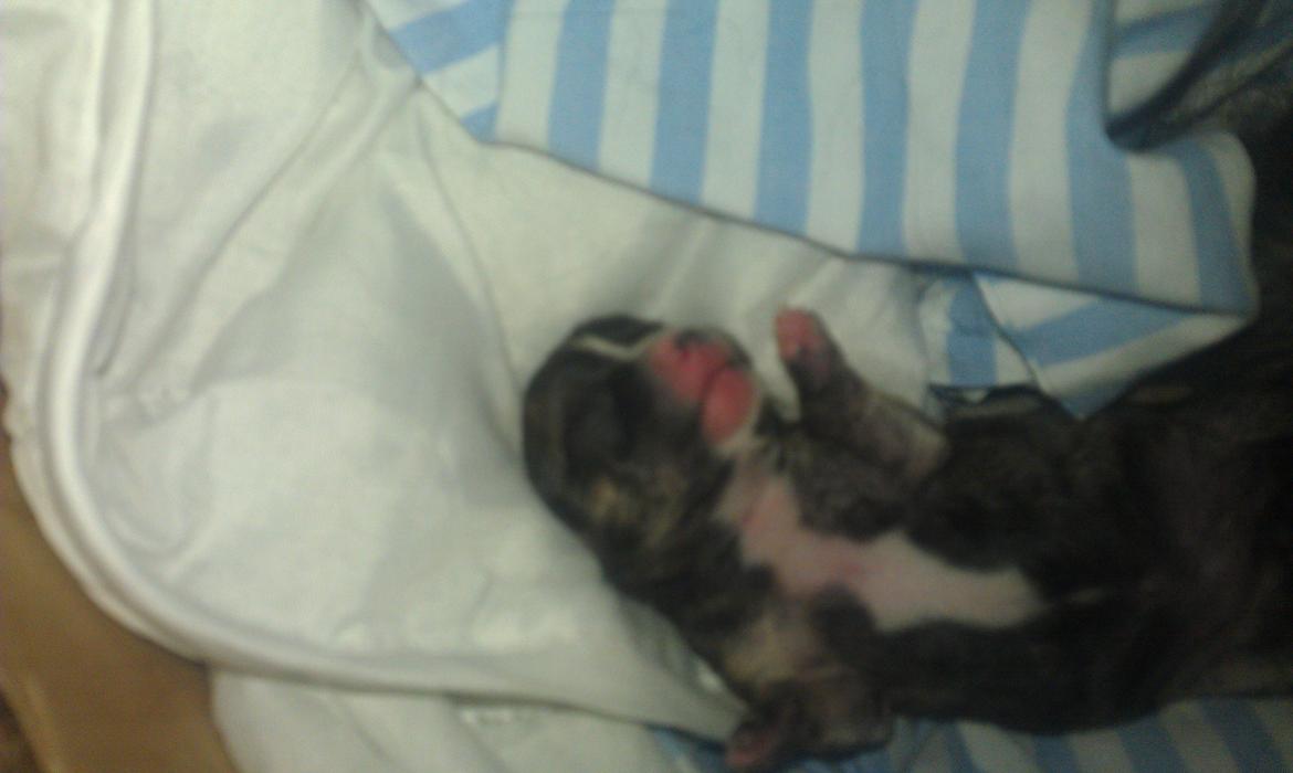 Chihuahua Calla Elwicca Dream Le Petita 1st (Destiny) billede 5