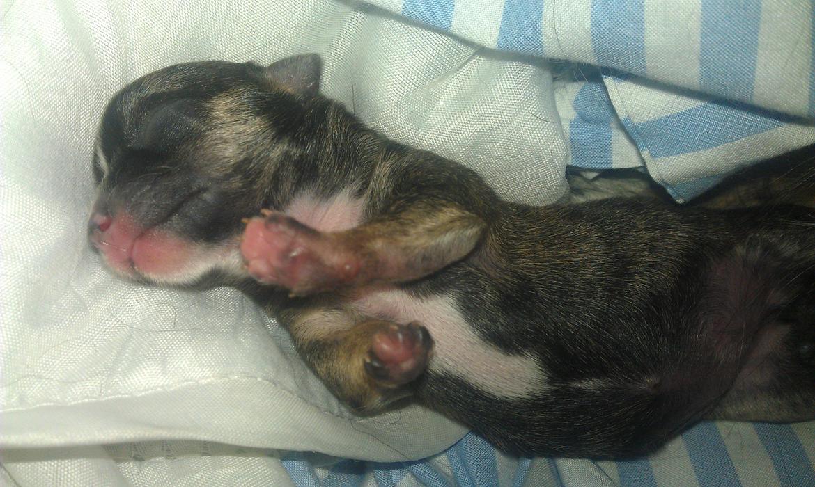 Chihuahua Calla Elwicca Dream Le Petita 1st (Destiny) billede 6